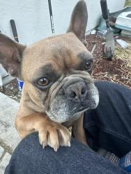 Lost Male Dog last seen Golden Gate, Stockton, CA 95205