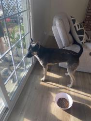 Reunited Unknown Dog last seen Union Ave by Rexland Park, Bakersfield, CA 93304