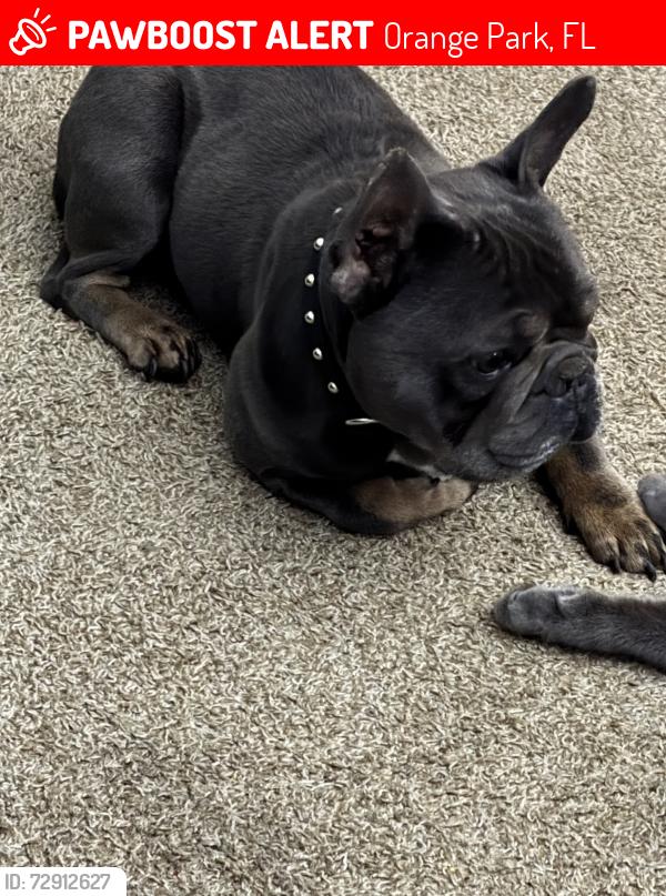 Lost Male Dog last seen The reserve apmts , Orange Park, FL 32073