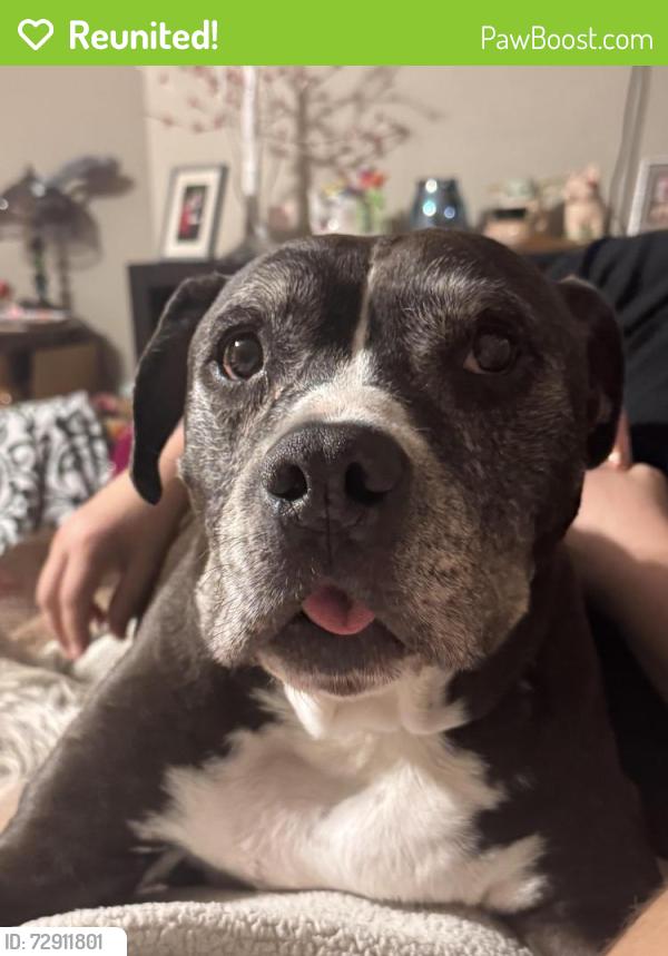 Reunited Male Dog last seen Near bayberry lane , Spotsylvania Courthouse, VA 22553