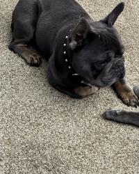 Lost Male Dog last seen The reserve apmts , Orange Park, FL 32073