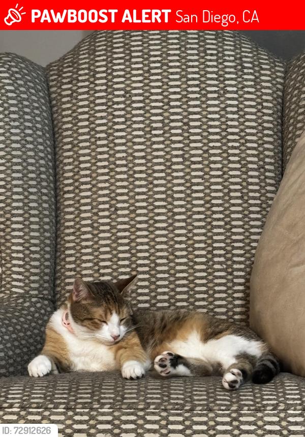 Lost Female Cat last seen Mulvaney , San Diego, CA 92119