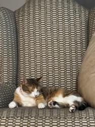 Lost Female Cat last seen Mulvaney , San Diego, CA 92119