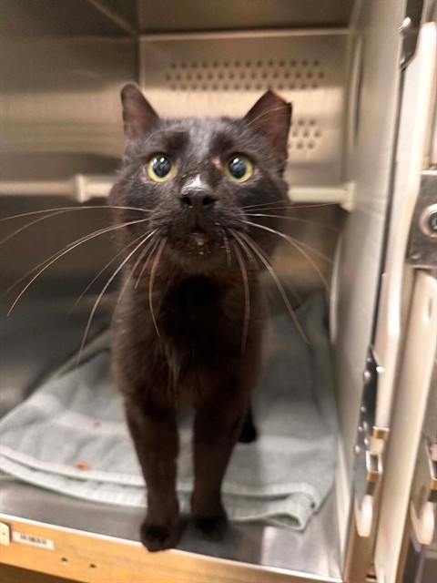 Shelter Stray Male Cat last seen OFALLON, St. Peters, MO 63376