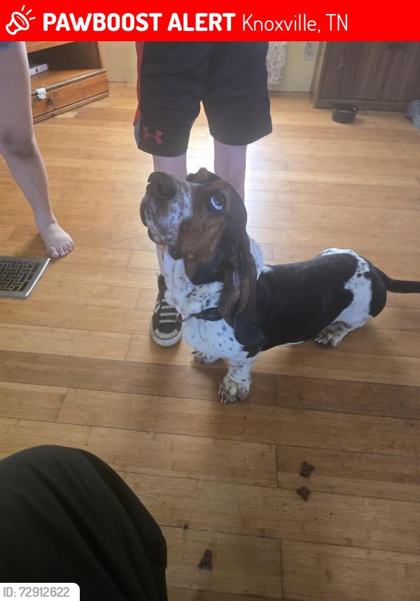 Lost Male Dog last seen Broadway and mynot, Knoxville, TN 37918
