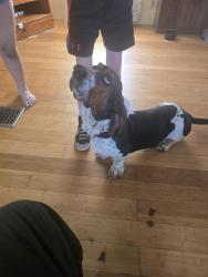 Lost Male Dog last seen Broadway and mynot, Knoxville, TN 37918