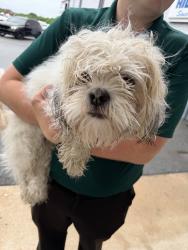 Found/Stray Male Dog last seen Hilbish Ford   2600 s Cannon Blvd Kannapolis, NC, Kannapolis, NC 28083