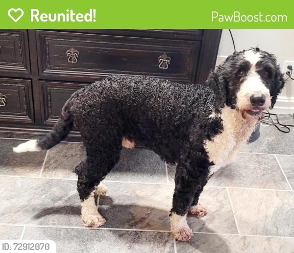Reunited Male Dog last seen Memorial, Tulsa, OK 74133