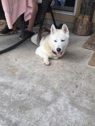 Reunited Unknown Dog last seen Decision Dr, Texas 77447, USA, Harris County, TX 77447