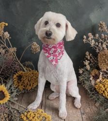 Reunited Female Dog last seen Sam Bass Road and Sylvia Lane, Round Rock, TX 78681