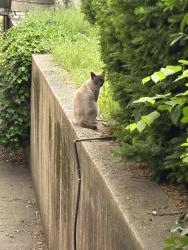 Found/Stray Unknown Cat last seen Ogden Ave at Ferry St. ., Jersey City, NJ 07307