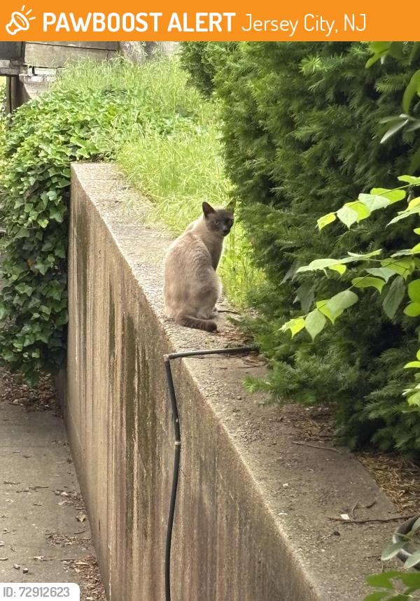Found/Stray Unknown Cat last seen Ogden Ave at Ferry St. ., Jersey City, NJ 07307