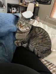 Reunited Female Cat last seen Powers Ave in between Richmond St and Leonard St but closer to Richmond Park, Grand Rapids, MI 49504
