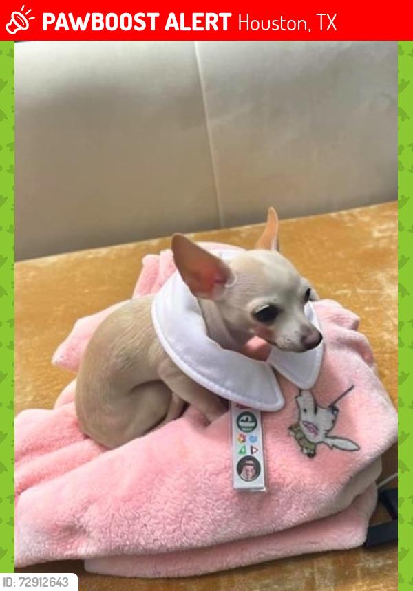 Lost Unknown Dog last seen Near S Texas 6, Houston, TX 77077, Houston, TX 77077