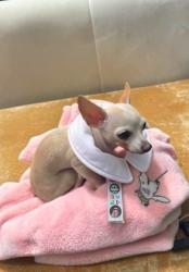 Lost Unknown Dog last seen Near S Texas 6, Houston, TX 77077, Houston, TX 77077