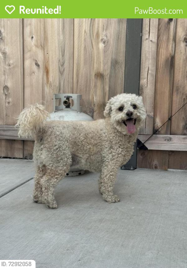 Reunited Male Dog last seen Pioneer Street & Merced Circle, Irvine, CA 92604