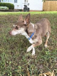 Found/Stray Male Dog last seen Meadow walk , Lawrenceville, GA 30044