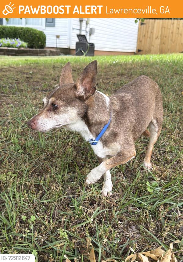 Found/Stray Male Dog last seen Meadow walk , Lawrenceville, GA 30044