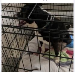 Reunited Female Dog last seen Sandy Plains Rd & Bryant Lane, Marietta, GA 30062