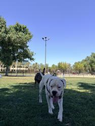 Found/Stray Male Dog last seen Gramercy Pl and Ocean Ct, Riverside, CA 92505