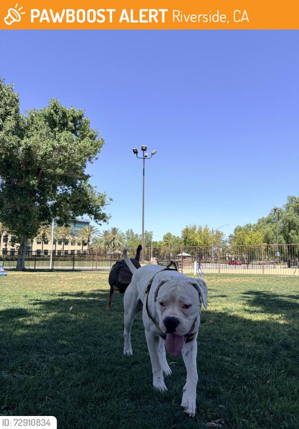 Found/Stray Male Dog last seen Gramercy Pl and Ocean Ct, Riverside, CA 92505