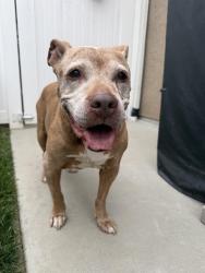 Reunited Female Dog last seen Milan / Amador, Westminster, CA 92683