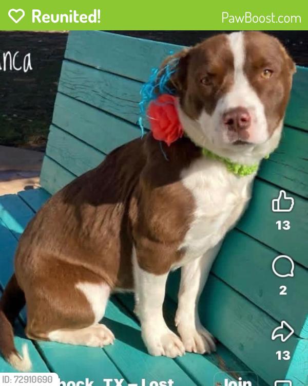 Reunited Female Dog last seen 48th and Memphis , Lubbock, TX 79413