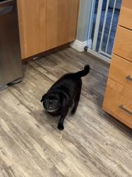 Reunited Female Dog last seen Appian Way Green Área. , Mission Viejo, CA 92691