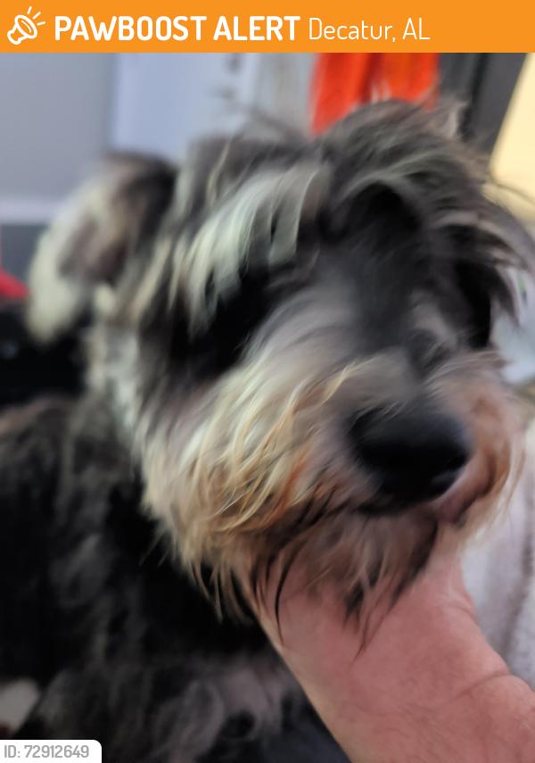 Found/Stray Male Dog last seen OLD HWY 31, Connect Church, Decatur, AL 35603