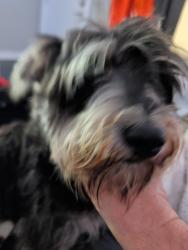Found/Stray Male Dog last seen OLD HWY 31, Connect Church, Decatur, AL 35603