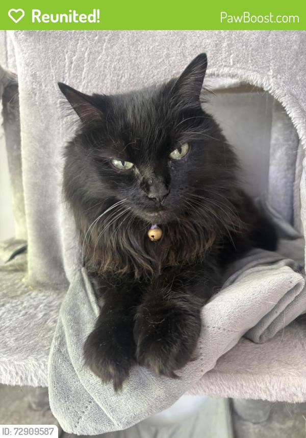 Reunited Female Cat last seen Heritage Green Dr, Cornelius, NC 28031