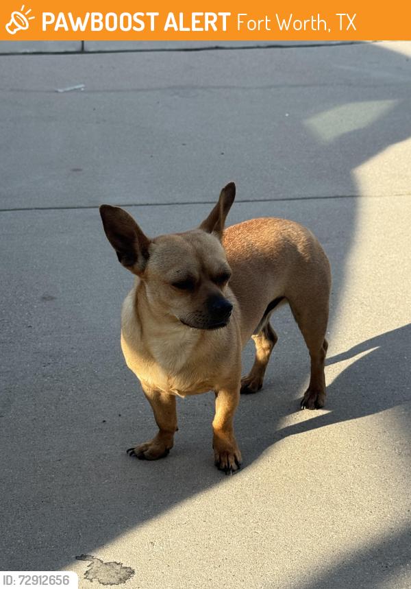 Found/Stray Male Dog last seen SAruba ln & st. Martin Rd, Fort Worth, TX 76123