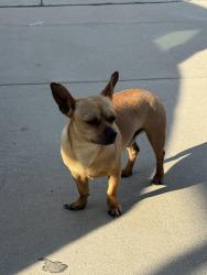 Found/Stray Male Dog last seen SAruba ln & st. Martin Rd, Fort Worth, TX 76123