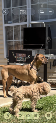Reunited Male Dog last seen Akron, Winston-Salem, NC 27108