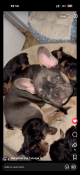 Lost Male Dog last seen West cone YACENVILLE, Greensboro, NC 27405