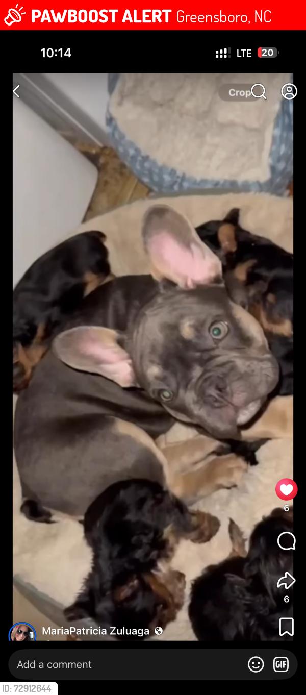 Lost Male Dog last seen West cone YACENVILLE, Greensboro, NC 27405