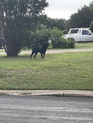 Found/Stray Male Dog last seen Converse, Converse, TX 78109