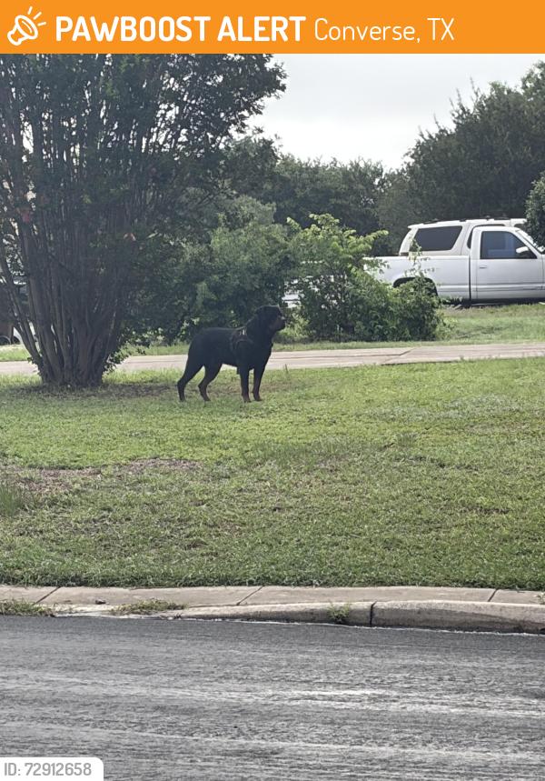 Found/Stray Male Dog last seen Converse, Converse, TX 78109