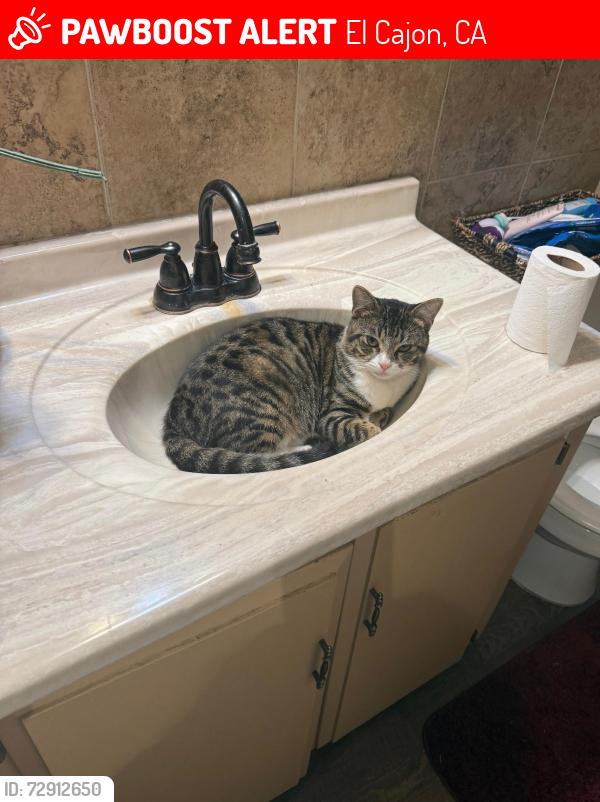 Lost Male Cat last seen Los coches, El Cajon, CA 92019