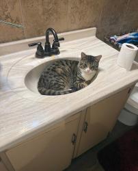 Lost Male Cat last seen Los coches, El Cajon, CA 92019