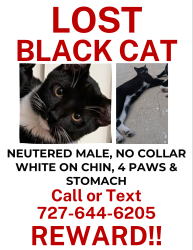 Reunited Male Cat last seen Meridian Blvd, Bayonet Point, FL 34667