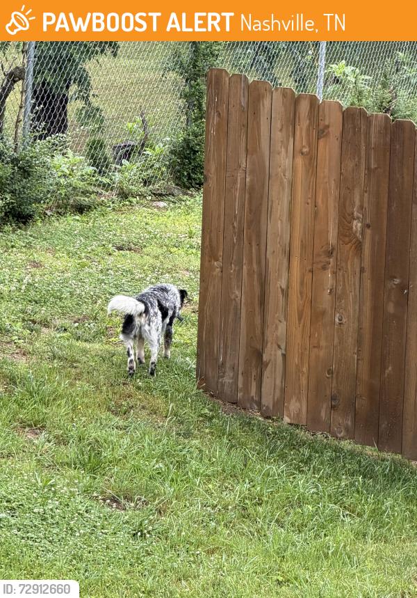 Found/Stray Unknown Dog last seen Bluffglen ct Antioch tn, Nashville, TN 37013