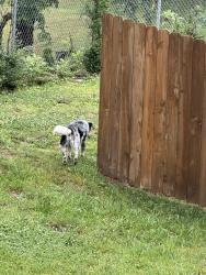 Found/Stray Unknown Dog last seen Bluffglen ct Antioch tn , Nashville, TN 37013