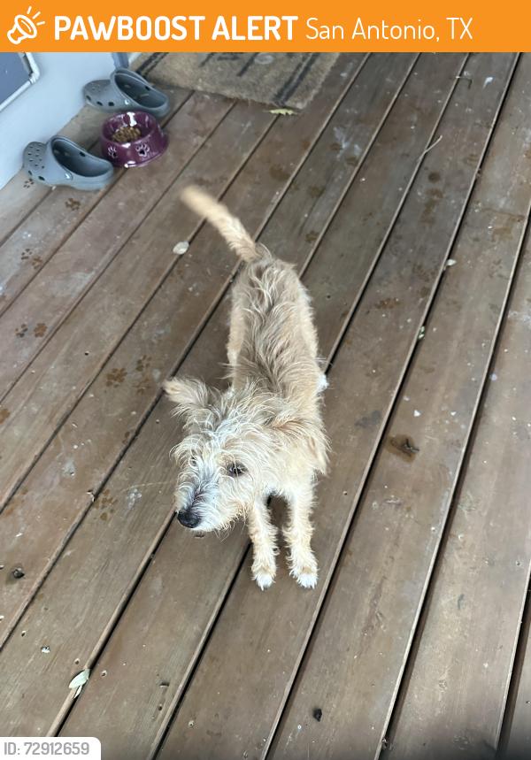Found/Stray Female Dog last seen Paige atrl and Blazing Trl, San Antonio, TX 78249