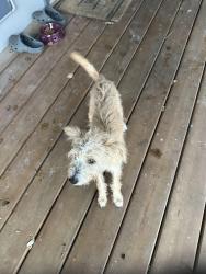 Found/Stray Female Dog last seen Paige atrl and Blazing Trl, San Antonio, TX 78249