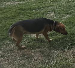 Reunited Female Dog last seen Pack Saddle Pass and 1750, Abilene, TX 79602