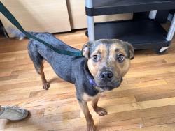 Found/Stray Female Dog last seen Merrimon Ave and spears , Asheville, NC 28801