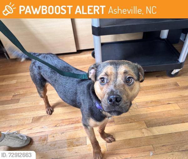 Found/Stray Female Dog last seen Merrimon Ave and spears , Asheville, NC 28801