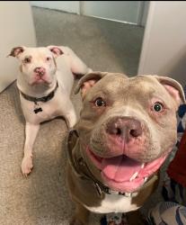 Reunited Male Dog last seen Tri Palm ests near Ramon and Monterey , Thousand Palms, CA 92276