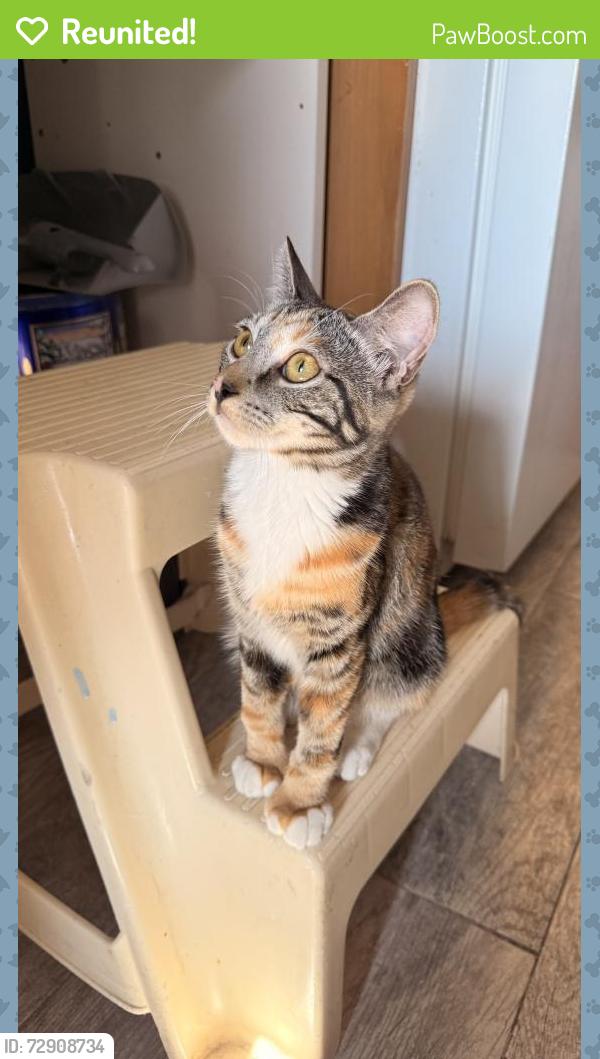 Reunited Female Cat last seen North 10th, Mount Vernon, NY 10550